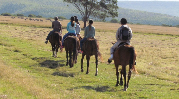 Horse Safari